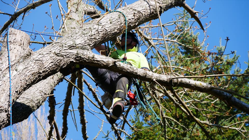 Arborist in hi-vis using a chainsaw on a large branch