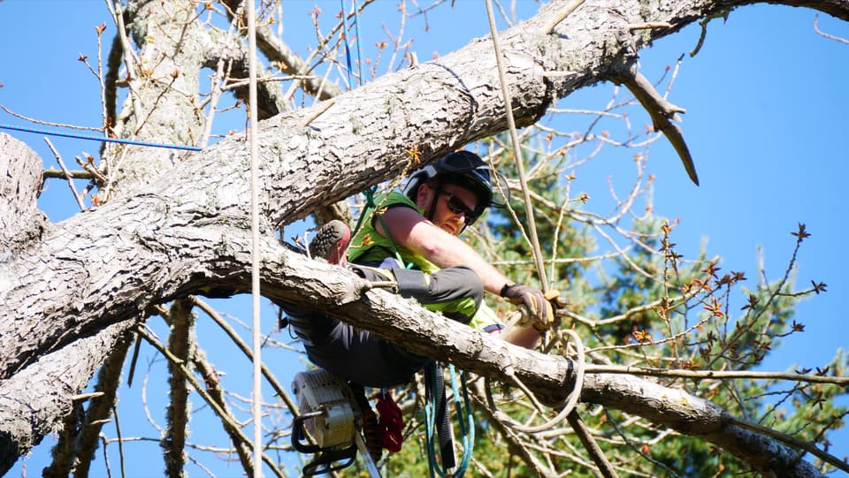 Arborist cutting a large limb during a tree removal in Christchurch
