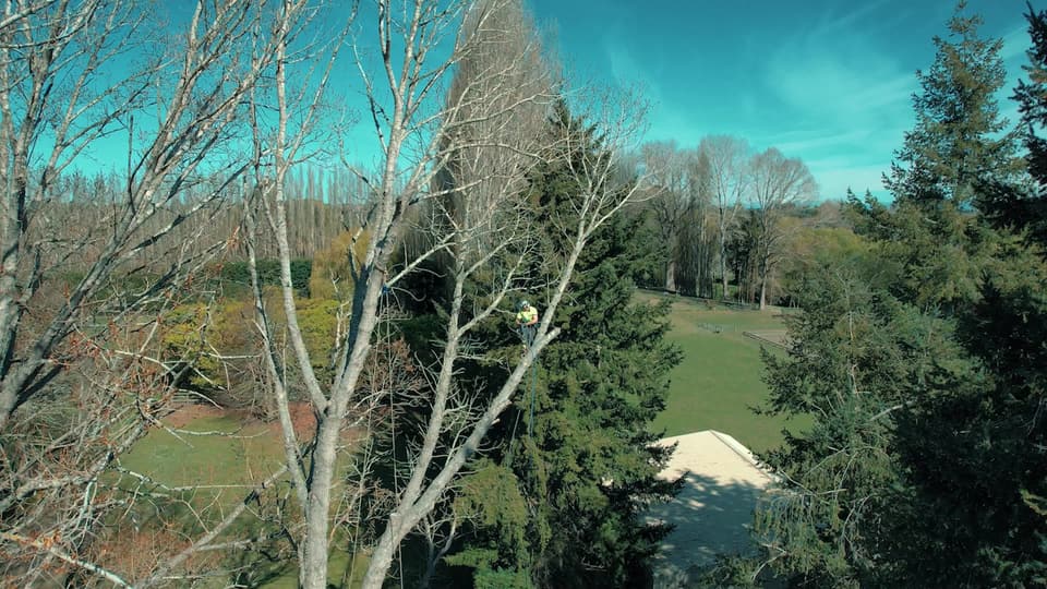 Aerial view of an arborist climbing a large tree in Canterbury