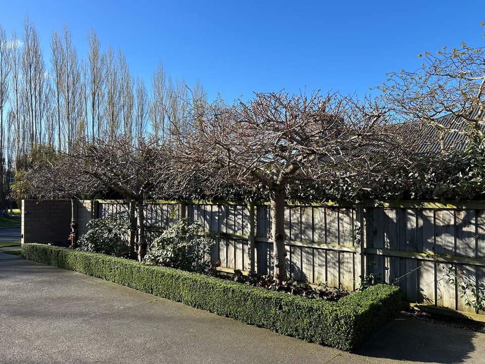 Pleached trees trained along a fence above a clipped box hedge