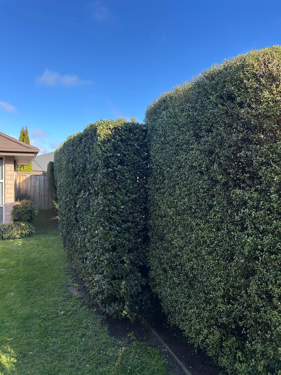 Tall hedge trimmed square along a lawn